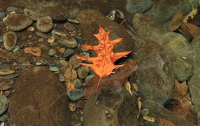 	  Oak leaf on water