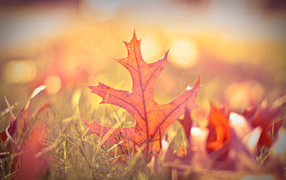 	   An autumn leaf in the grass