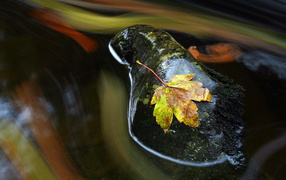 	   Autumn leaf on a wet stone