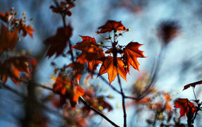 	   Branch with red leaves