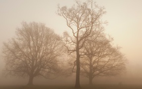 	   Trees in the fog