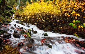 he river in autumn forest