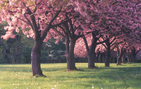 Beautiful blooming spring forest