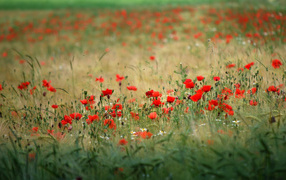 Beautiful red poppies in spring