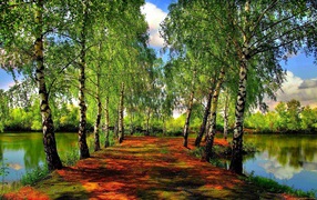 Beautiful spring forest