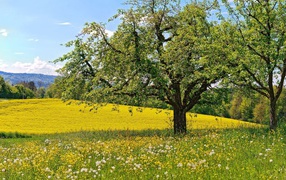 Beautiful spring tree