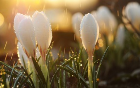 Beautiful white spring flowers