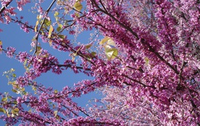 Bloom in spring