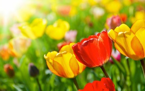 Bright spring flowers