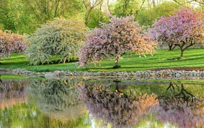 Garden of flowering trees