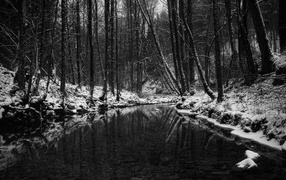 Мрачный весенний ручей в лесу