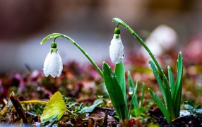 Snowdrops in spring