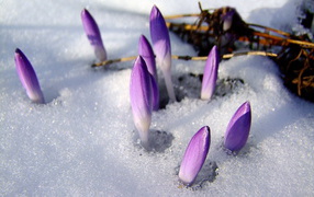 Весенние цветы из под снега