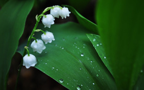 Spring lily of the valley