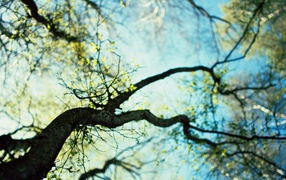 Дерево весной на фоне неба
