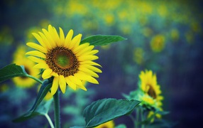 Spring yellow sunflower