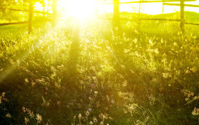 Солнечное утро на весенней поляне