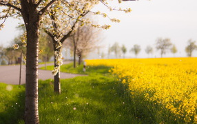  Spring Nature in yellow colors