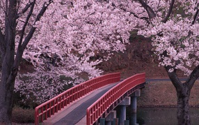 	  Bridge over the river in the flowered garden