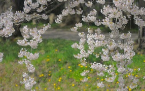 Цветет Японская вишня