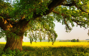Oak on field in summer