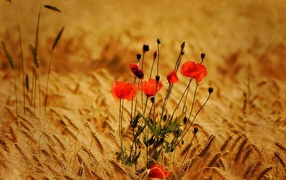 Poppies among the wheat in summer