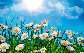 Белые ромашки под летним солнцем