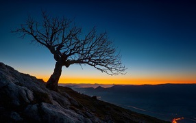 Dead tree on sunset