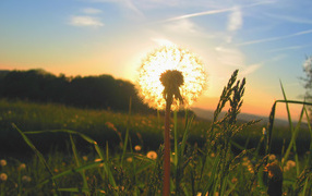The sun behind the dandelion