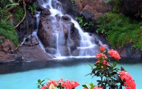 Красные цветы на фоне водопада
