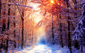 Зимний солнечный день в лесу