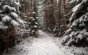 The road in the coniferous forest