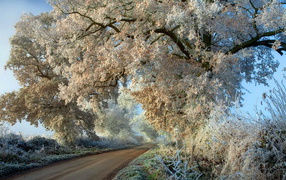 The trees in the white hoarfrost