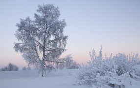 Дерево в зимний рассвет