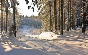 Winter day in the forest