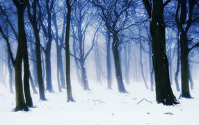 Winter forest in fog