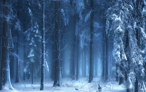 Winter forest in fog