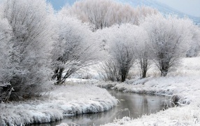 	  Winter landscape with a river nesnera
