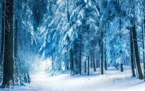 	   Blue winter forest