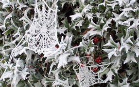 	   Cobwebs in the frost