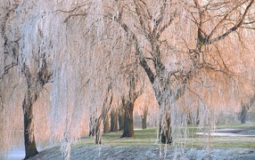	   Ice-covered trees
