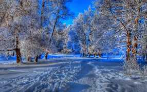 	   Path in winter forest