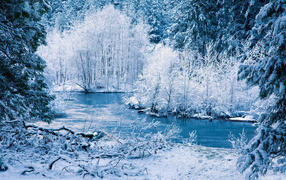 	   The river in the winter forest