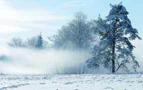 	   Winter fog