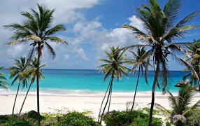 Palms on the beach in barbados