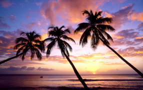 Три пальмы в Барбадосе