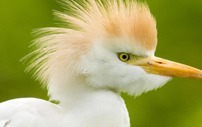 Интересные птицы в Коста-Рике