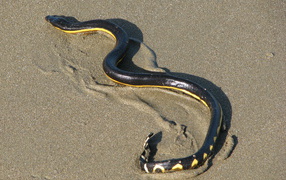 Snakes in Costa rica