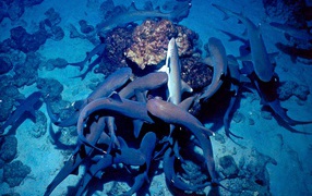 White reef in Costa rica