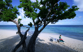 Дерево на пляже на курорте Гуардалавака, Куба